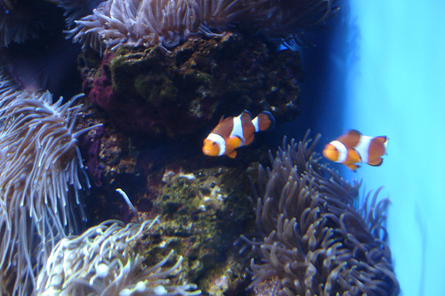 ワイキキ水族館