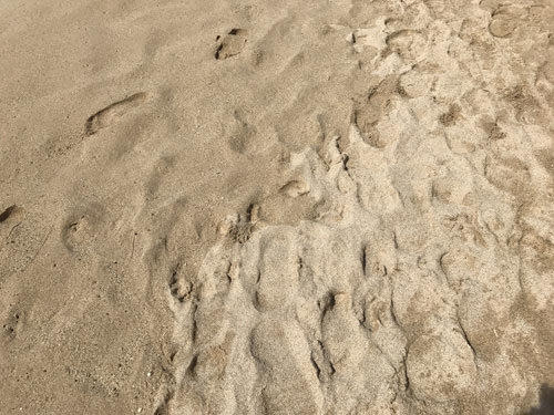 ワイキキビーチ